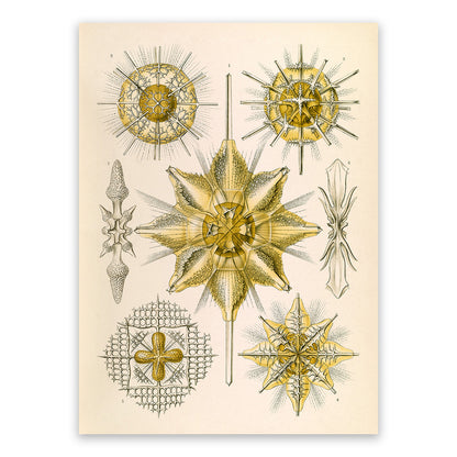 Ernst Haeckel Acanthometra Print: Vintage Marine Radiolarians Art NH41