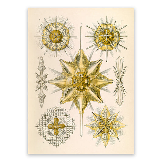 Ernst Haeckel Acanthometra Print: Vintage Marine Radiolarians Art NH41