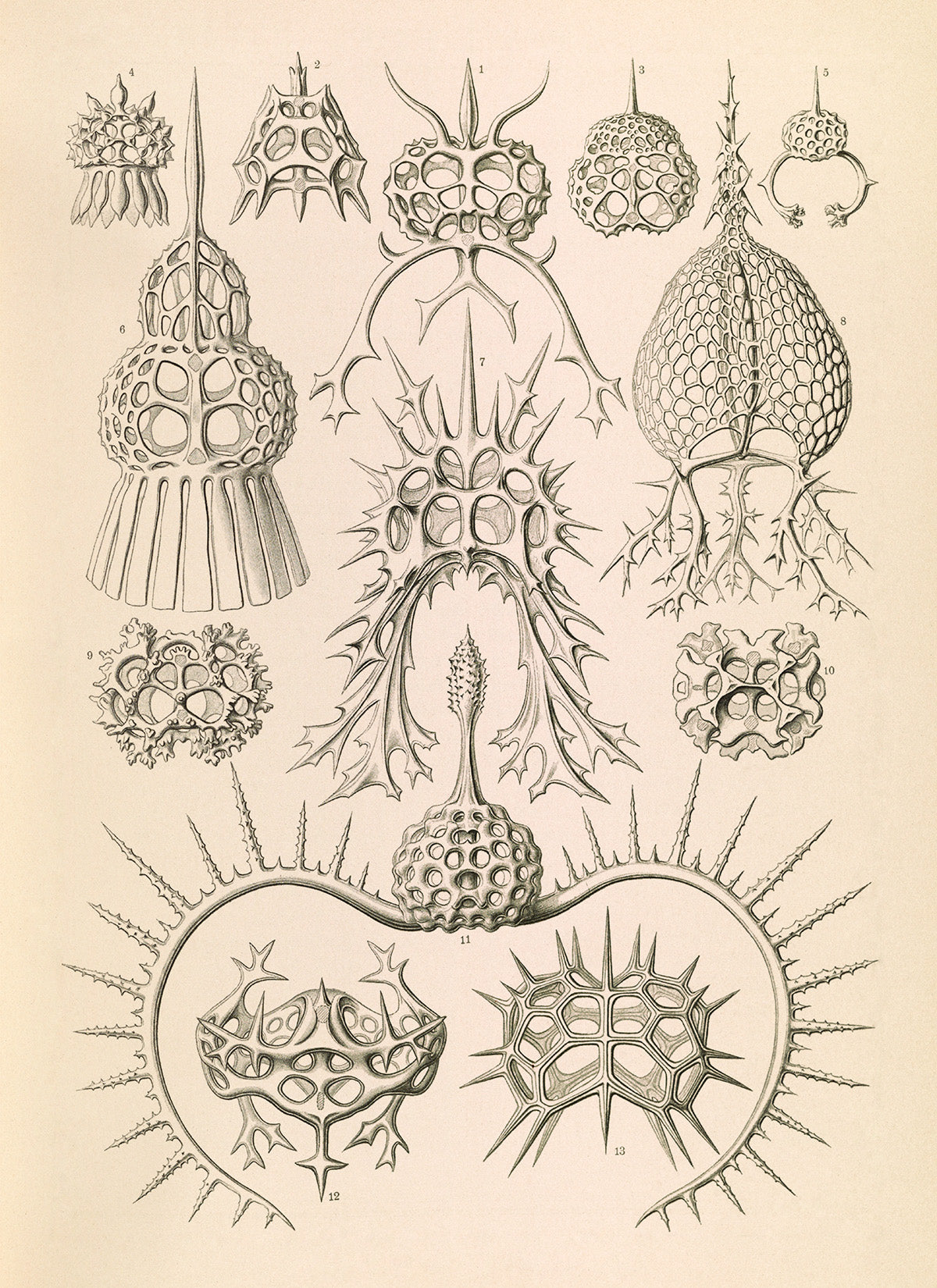 Ernst Haeckel Spyroidea Print: Vintage Marine Radiolarians Art NH42
