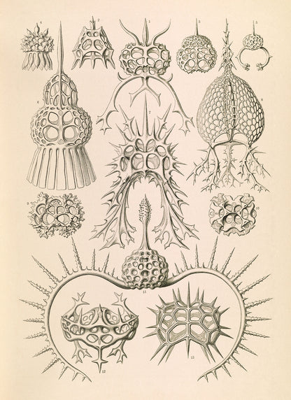 Ernst Haeckel Spyroidea Print: Vintage Marine Radiolarians Art NH42
