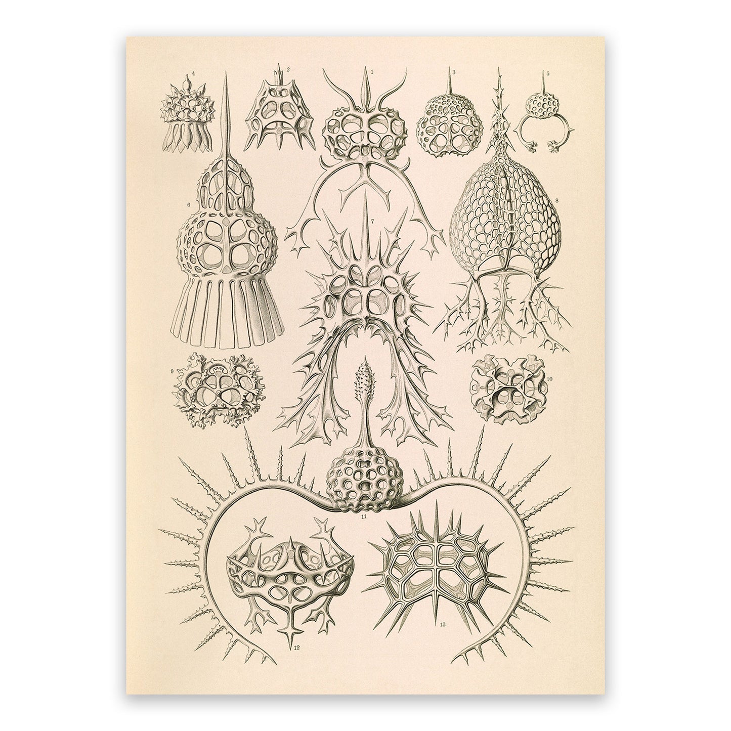 Ernst Haeckel Spyroidea Print: Vintage Marine Radiolarians Art NH42