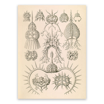 Ernst Haeckel Spyroidea Print: Vintage Marine Radiolarians Art NH42