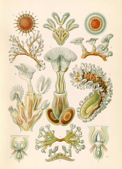 Ernst Haeckel Bryozoa Print: Marine Invertebrate Life NH43