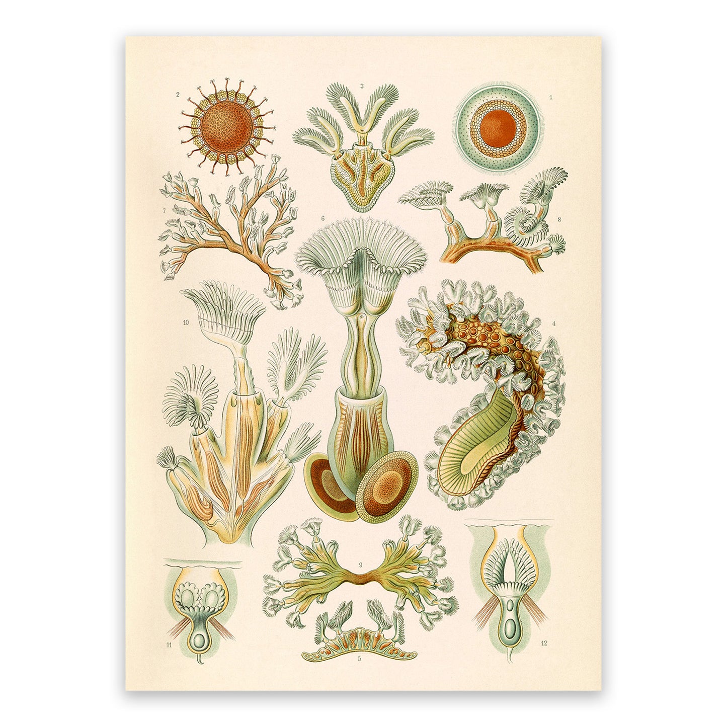 Ernst Haeckel Bryozoa Print: Marine Invertebrate Life NH43