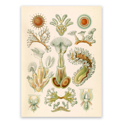 Ernst Haeckel Bryozoa Print: Marine Invertebrate Life NH43