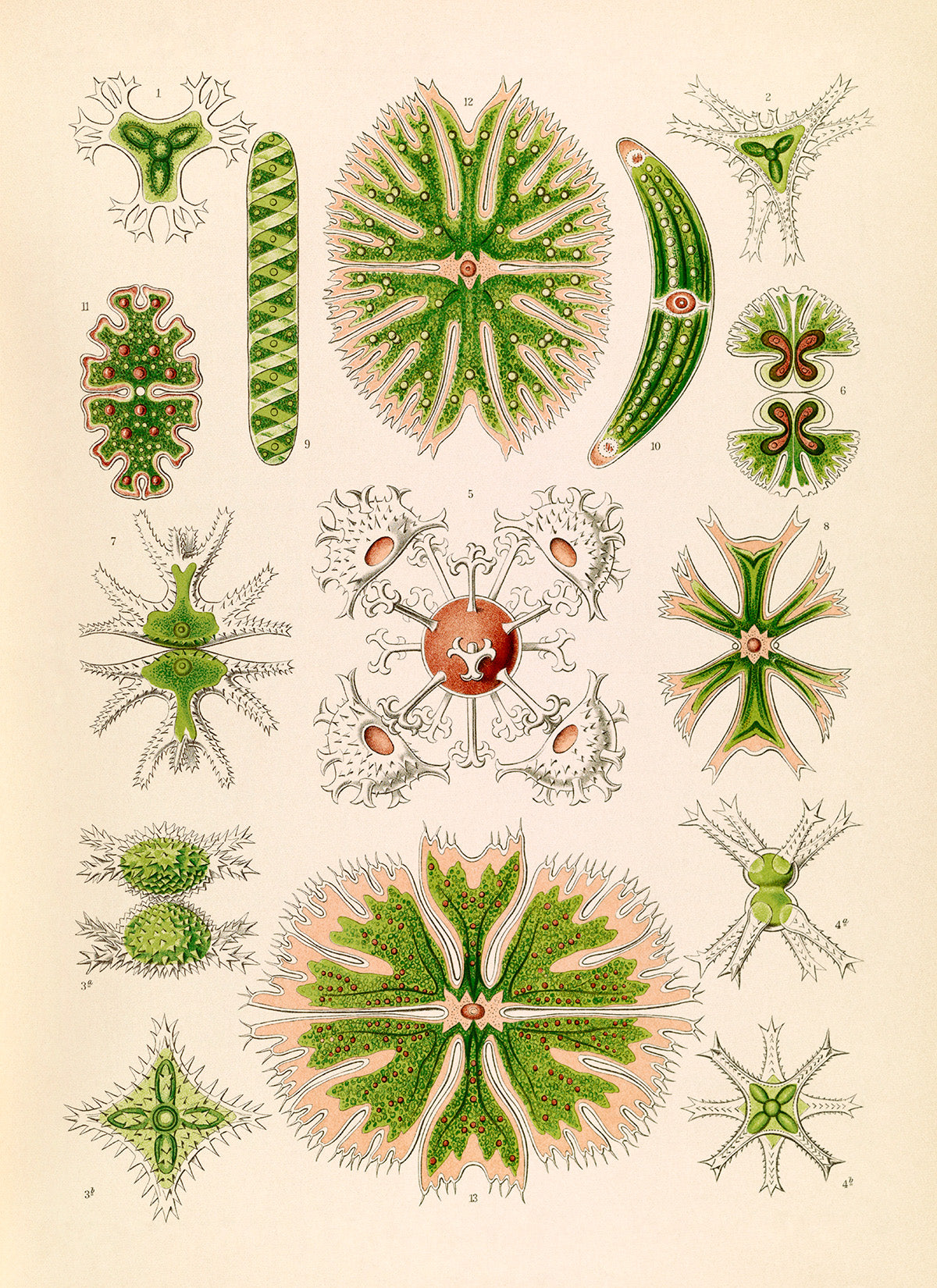 Ernst Haeckel Green Algae Print: Microbiology Marine Life Art NH44