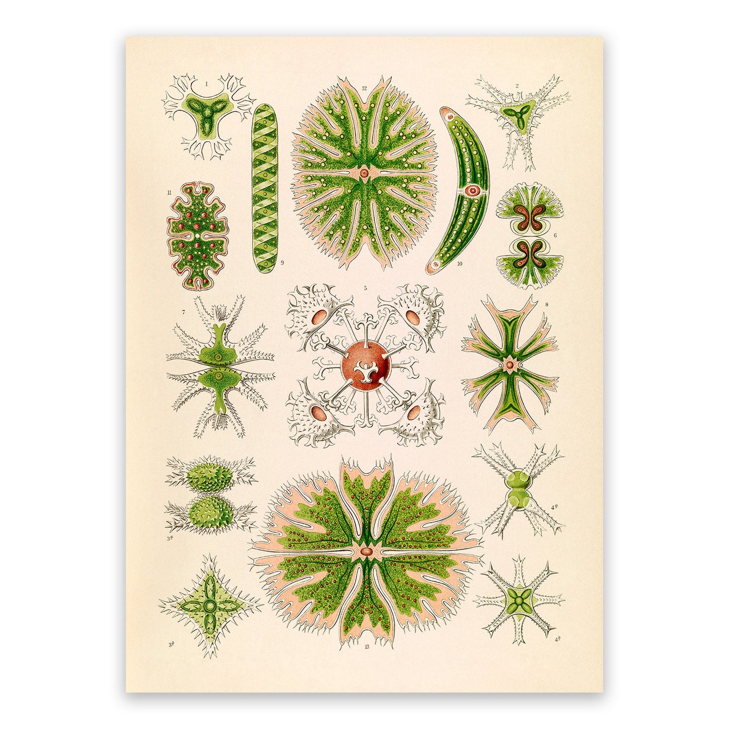 Ernst Haeckel Green Algae Print: Microbiology Marine Life Art NH44