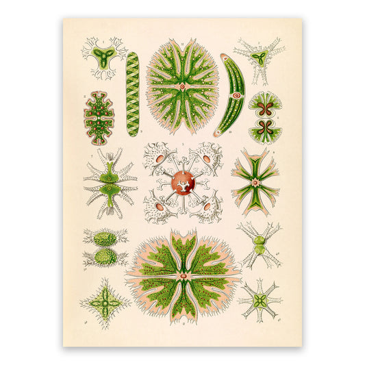 Ernst Haeckel Green Algae Print: Microbiology Marine Life Art NH44