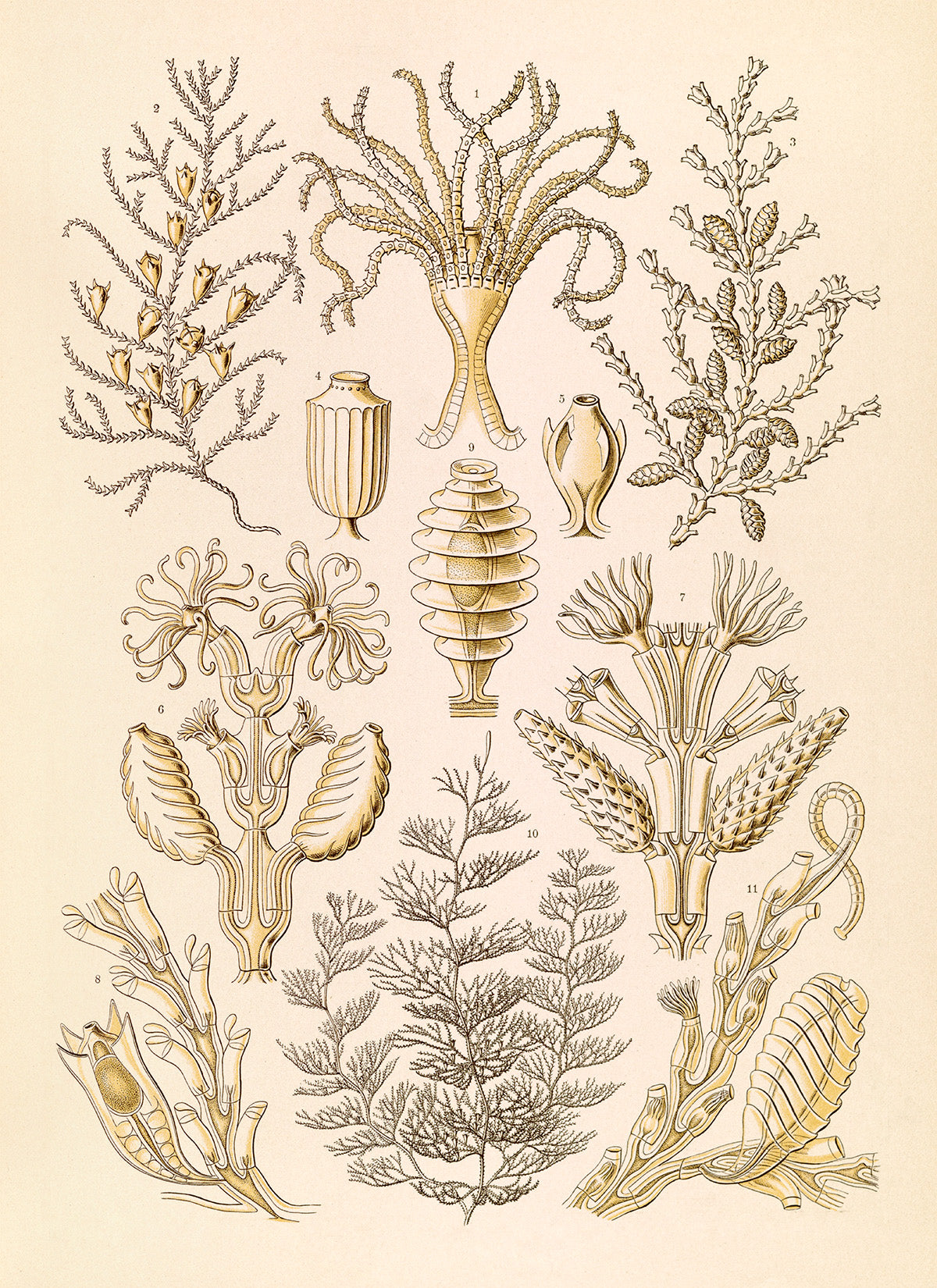 Ernst Haeckel Sertularia Print: Microbiology Marine Life Art NH45