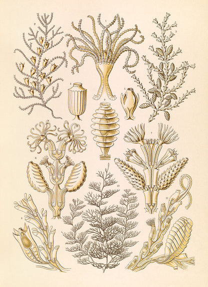 Ernst Haeckel Sertularia Print: Microbiology Marine Life Art NH45