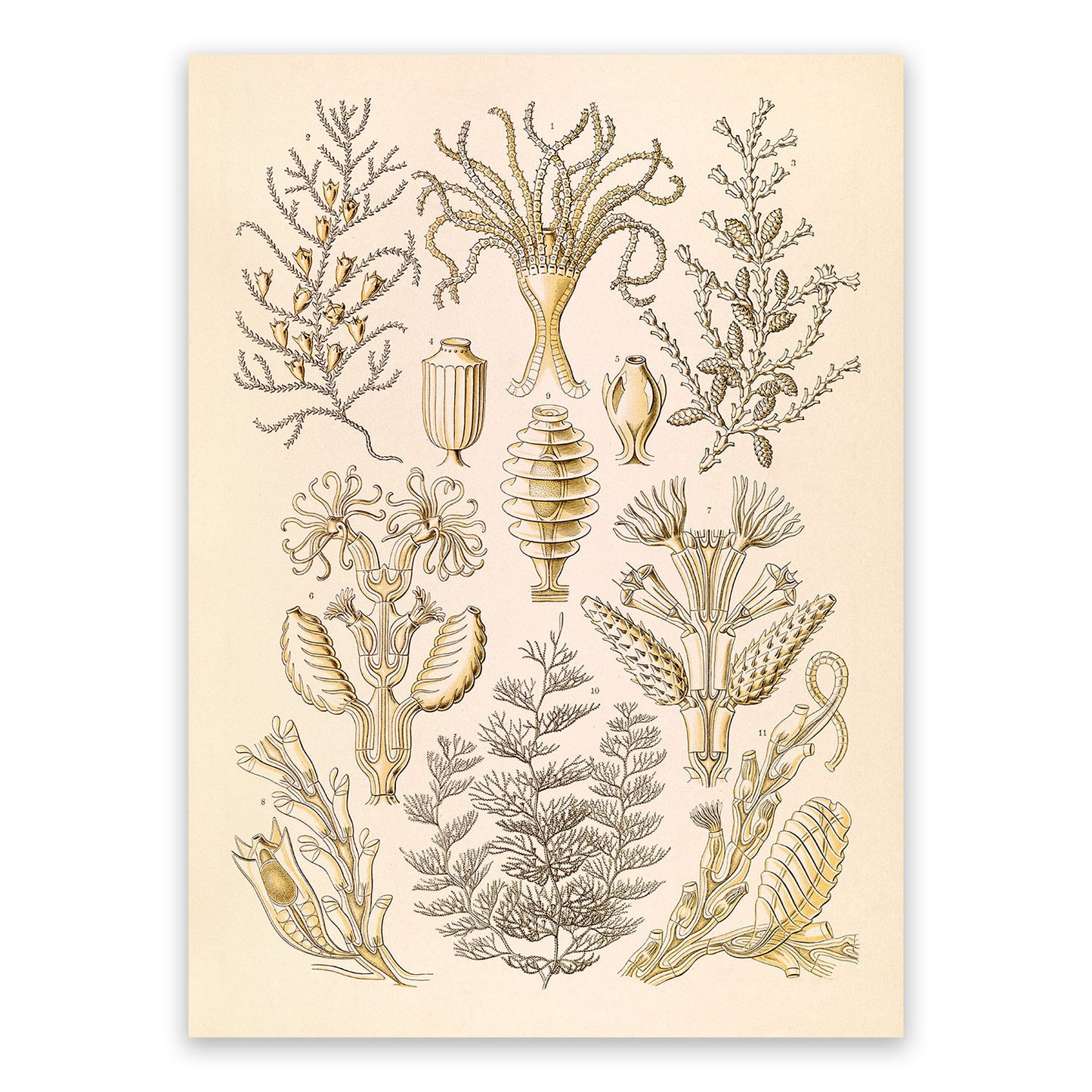 Ernst Haeckel Sertularia Print: Microbiology Marine Life Art NH45