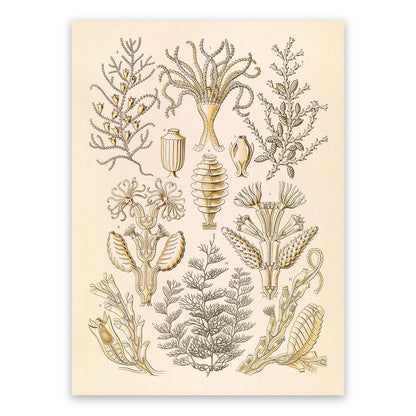 Ernst Haeckel Sertularia Print: Microbiology Marine Life Art NH45