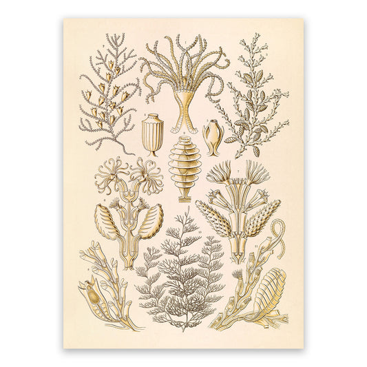 Ernst Haeckel Sertularia Print: Microbiology Marine Life Art NH45