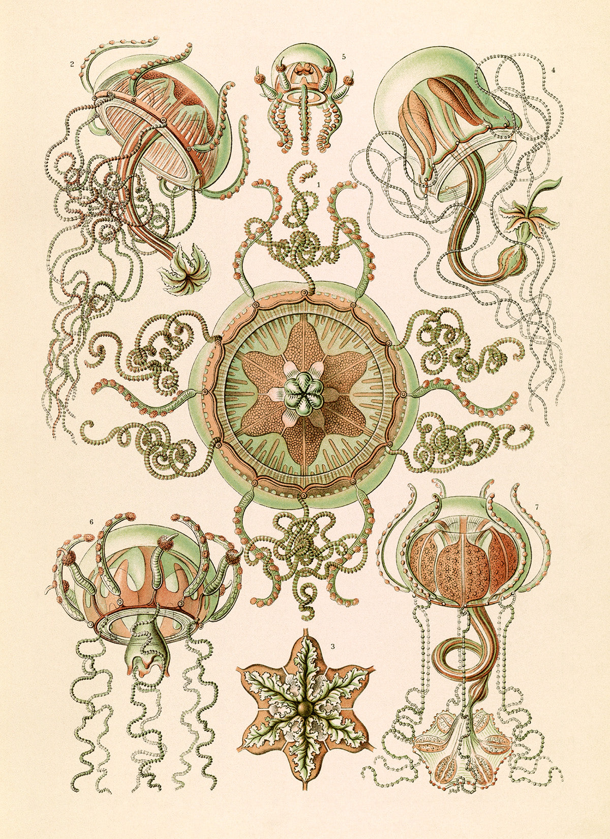 Ernst Haeckel Trachymedusae Print: Vintage Sea Life Art NH46
