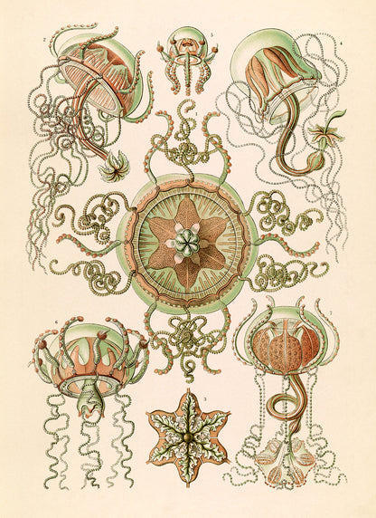 Ernst Haeckel Trachymedusae Print: Vintage Sea Life Art NH46