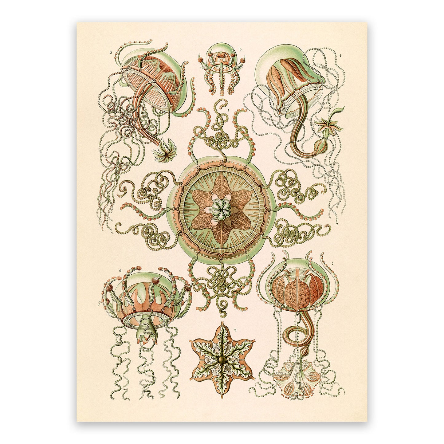 Ernst Haeckel Trachymedusae Print: Vintage Sea Life Art NH46
