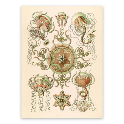 Ernst Haeckel Trachymedusae Print: Vintage Sea Life Art NH46