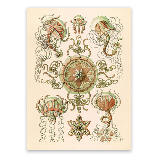 Ernst Haeckel Trachymedusae Print: Vintage Sea Life Art NH46