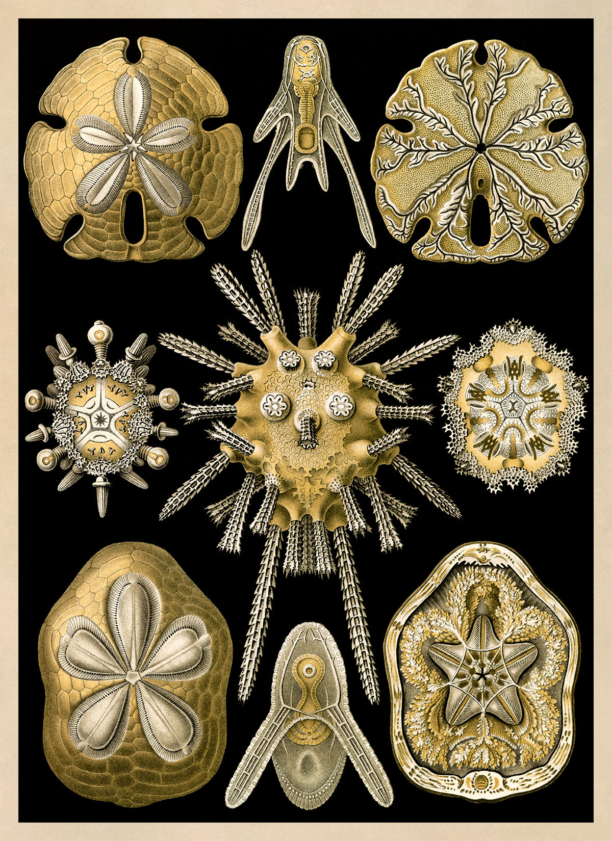 Ernst Haeckel Sea Urchins Print: Vintage Marine Life Art NH47