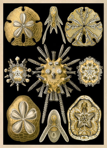 Ernst Haeckel Sea Urchins Print: Vintage Marine Life Art NH47