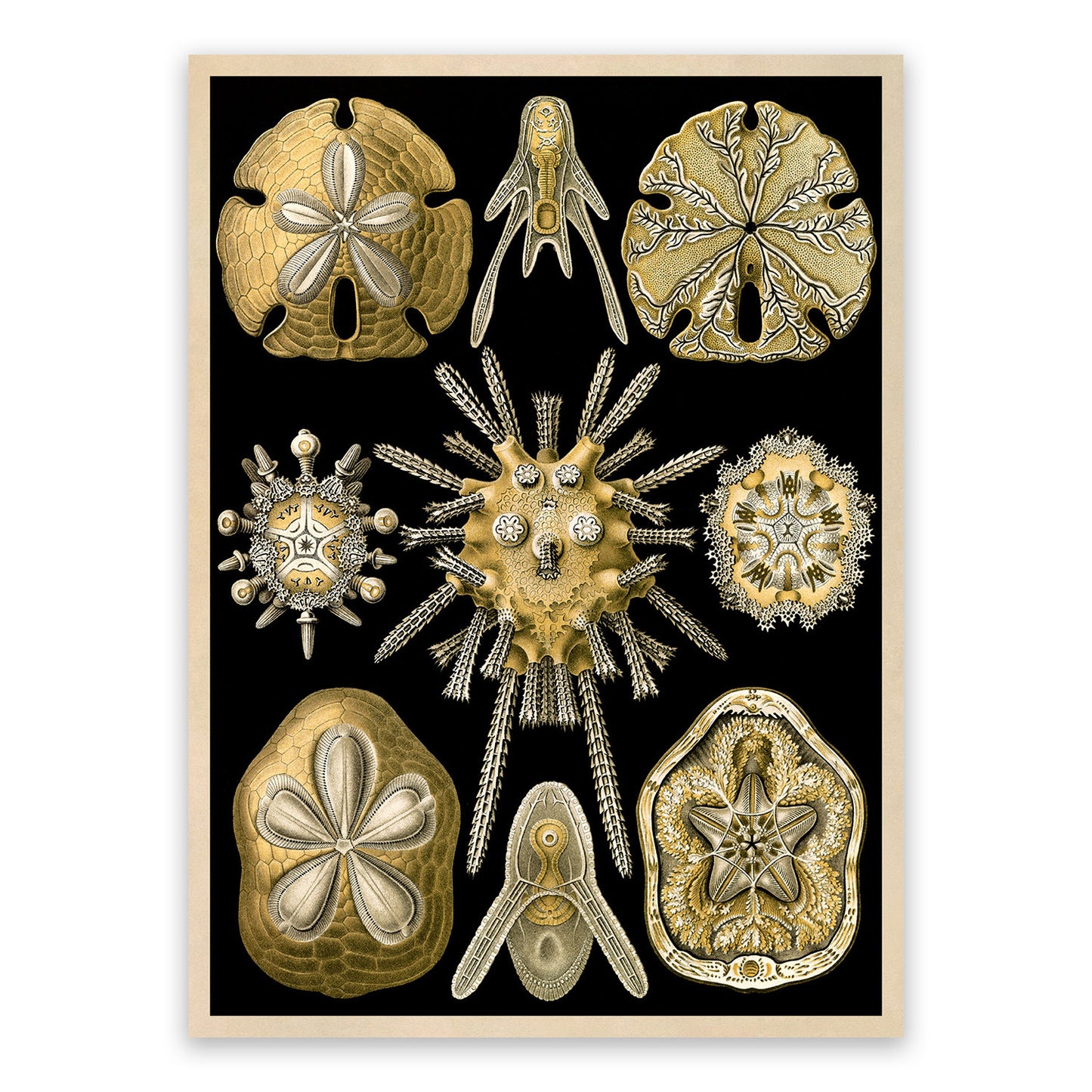 Ernst Haeckel Sea Urchins Print: Vintage Marine Life Art NH47