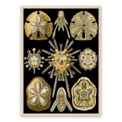 Ernst Haeckel Sea Urchins Print: Vintage Marine Life Art NH47