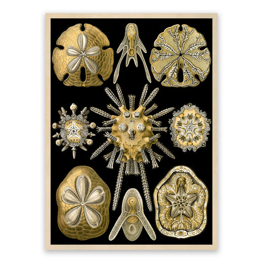 Ernst Haeckel Sea Urchins Print: Vintage Marine Life Art NH47