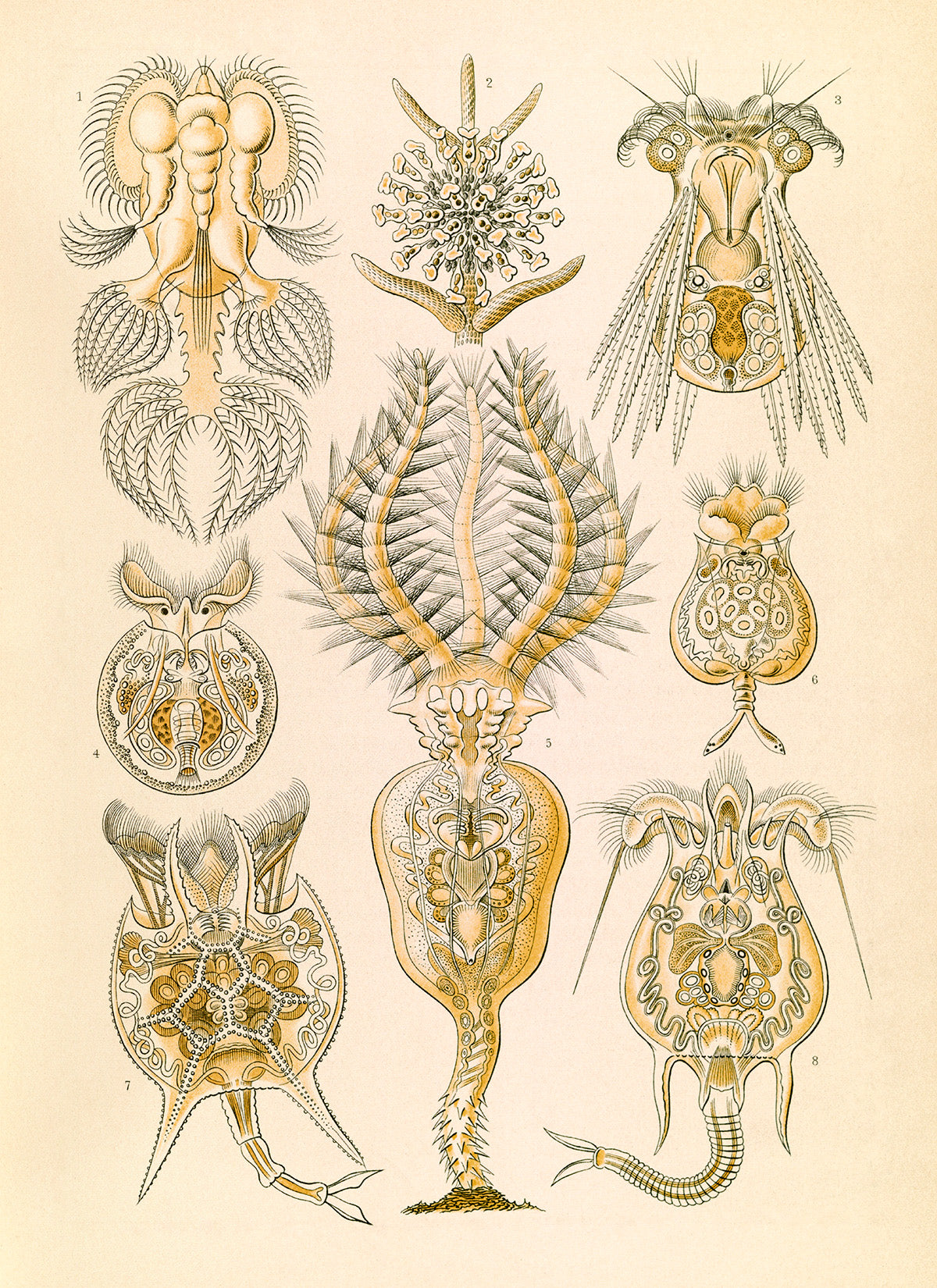 Ernst Haeckel Rotifer Print: Vintage Microbiology Art NH48