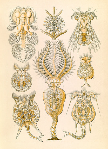 Ernst Haeckel Rotifer Print: Vintage Microbiology Art NH48