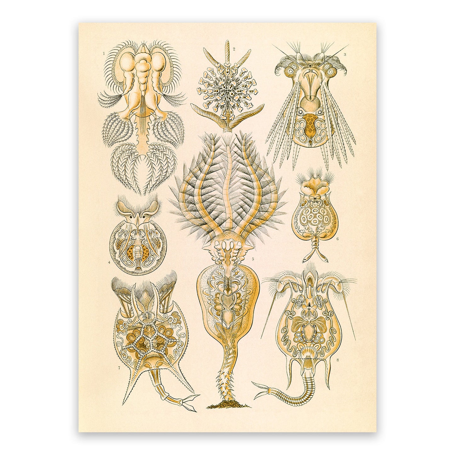 Ernst Haeckel Rotifer Print: Vintage Microbiology Art NH48