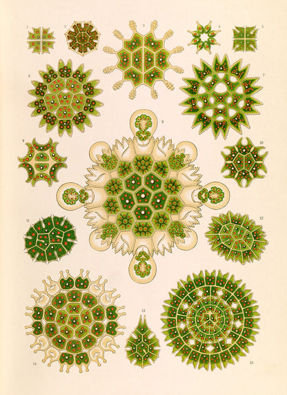 Ernst Haeckel Green Algae Print: Vintage Microbiology Art NH49