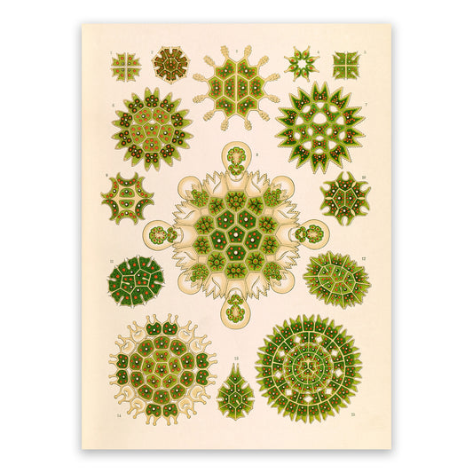 Ernst Haeckel Green Algae Print: Vintage Microbiology Art NH49