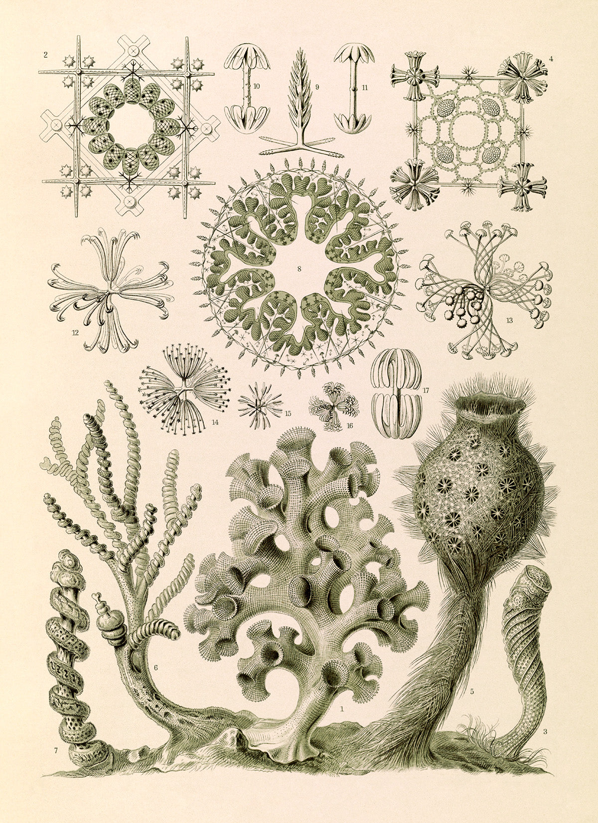 Ernst Haeckel Sea Sponges Print: Vintage Oceanography Art NH50