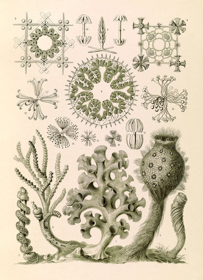 Ernst Haeckel Sea Sponges Print: Vintage Oceanography Art NH50