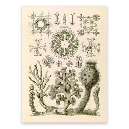 Ernst Haeckel Sea Sponges Print: Vintage Oceanography Art NH50