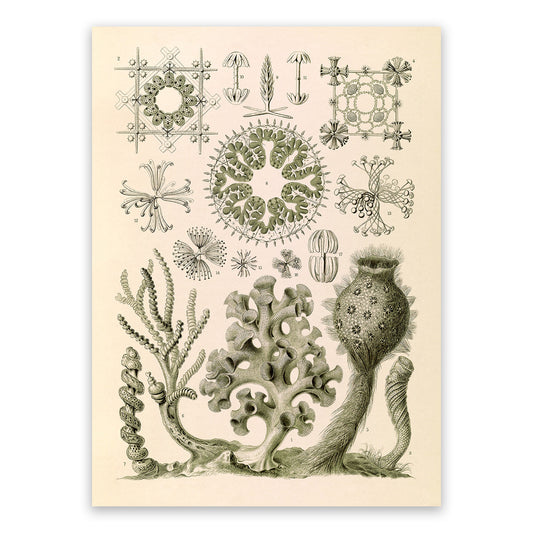 Ernst Haeckel Sea Sponges Print: Vintage Oceanography Art NH50