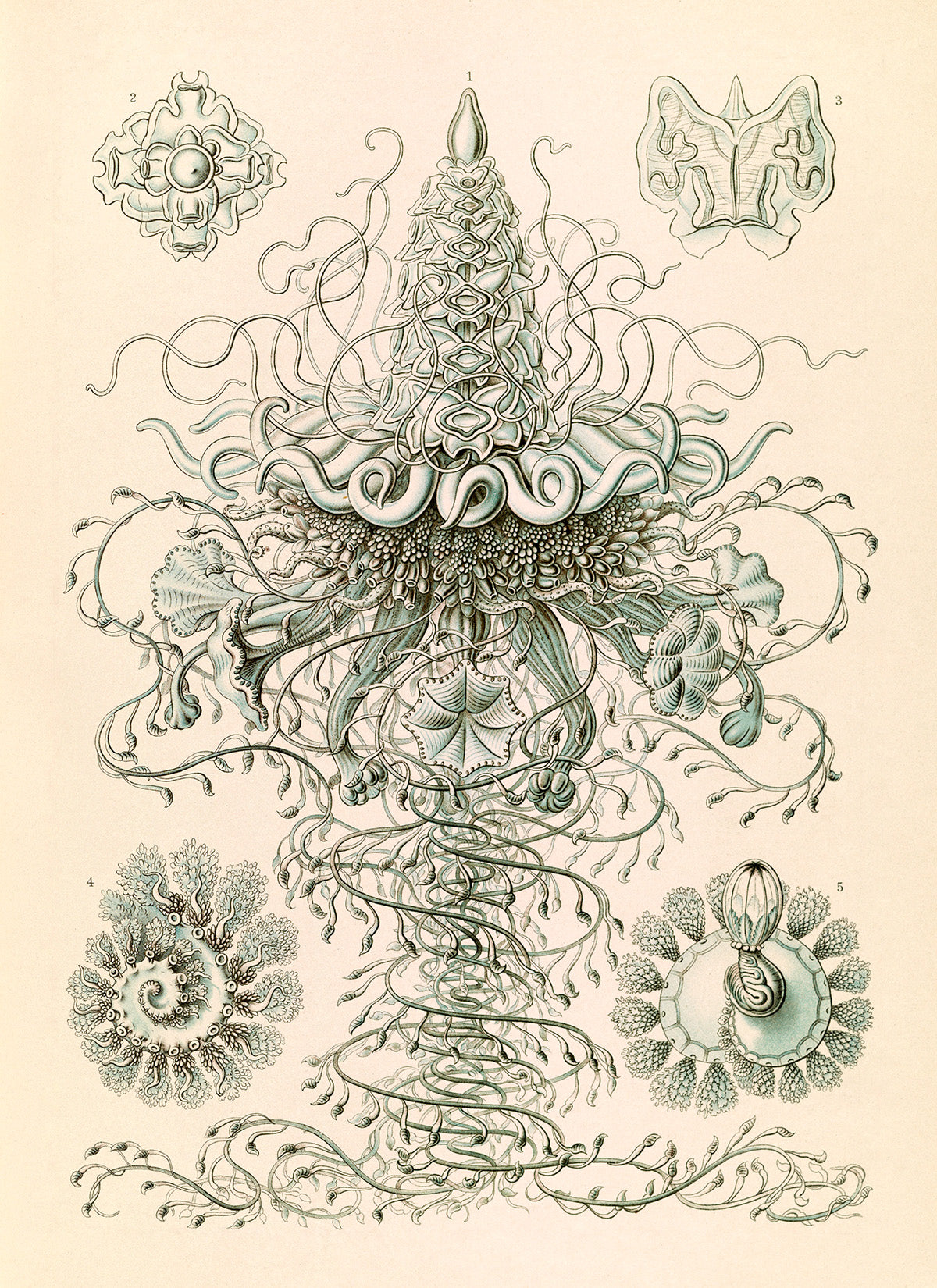Siphonophores Marine Life Print: Ernst Haeckel Oceanography Art NH51