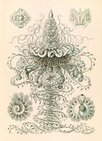 Siphonophores Marine Life Print: Ernst Haeckel Oceanography Art NH51