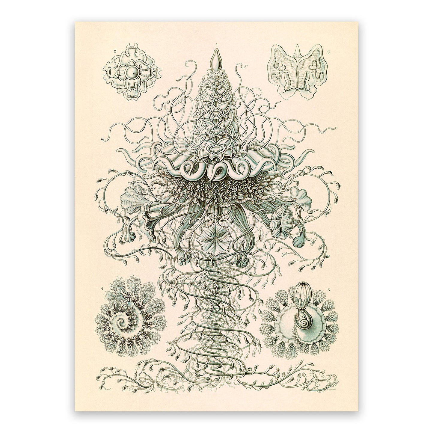 Siphonophores Marine Life Print: Ernst Haeckel Oceanography Art NH51