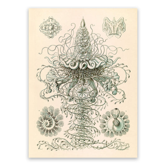 Siphonophores Marine Life Print: Ernst Haeckel Oceanography Art NH51