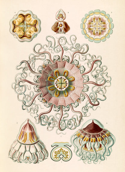Jellyfish Illustration Print: Ernst Haeckel Marine Life Art NH52