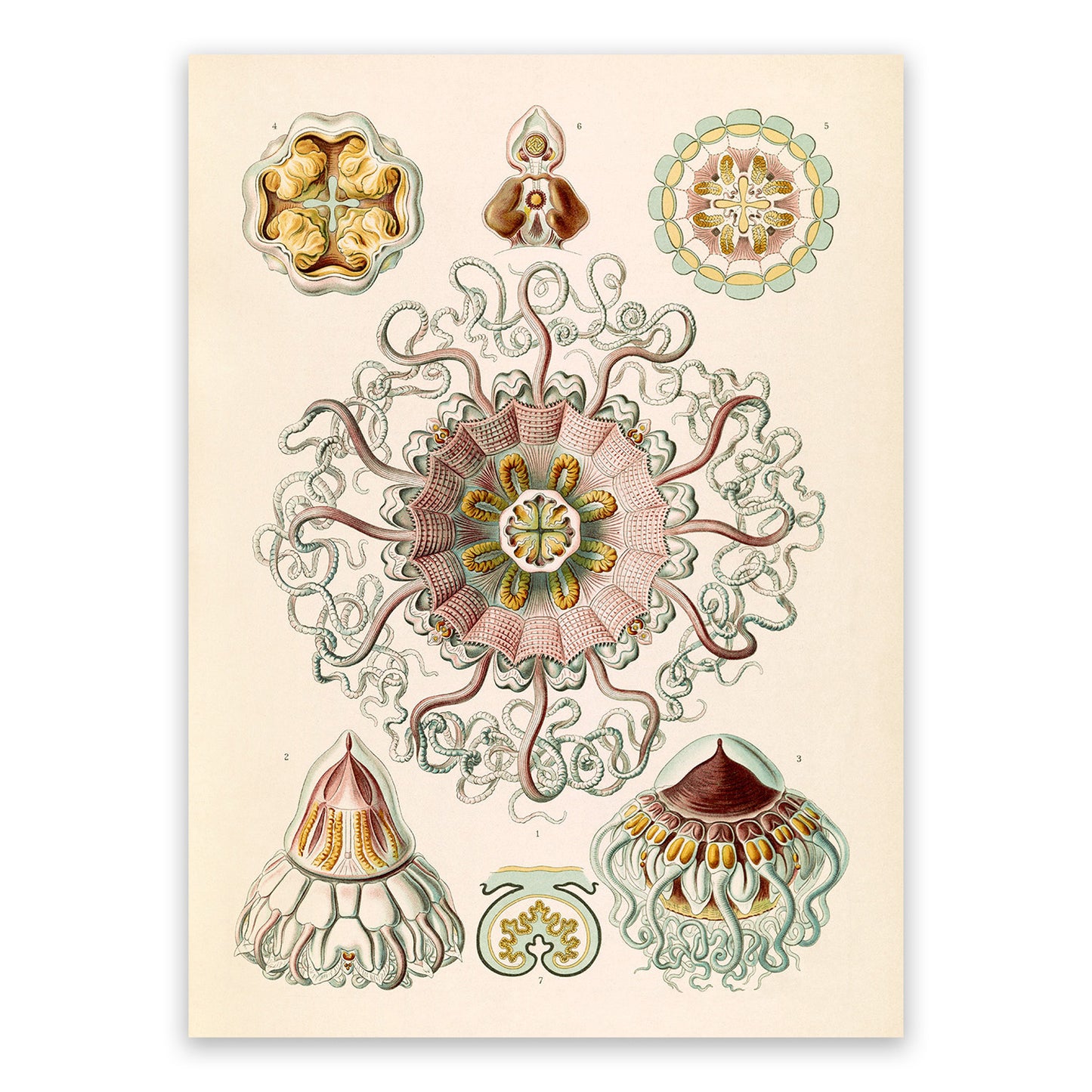 Jellyfish Illustration Print: Ernst Haeckel Marine Life Art NH52