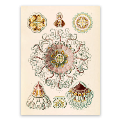 Jellyfish Illustration Print: Ernst Haeckel Marine Life Art NH52