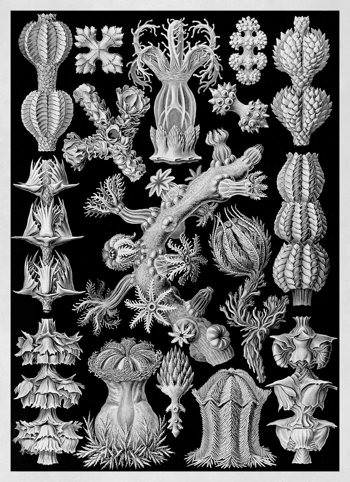 Black & White Soft Coral Print: Ernst Haeckel Oceanography Art NH53