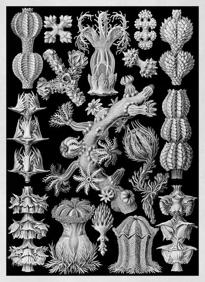 Black & White Soft Coral Print: Ernst Haeckel Oceanography Art NH53