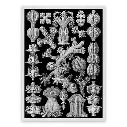 Black & White Soft Coral Print: Ernst Haeckel Oceanography Art NH53