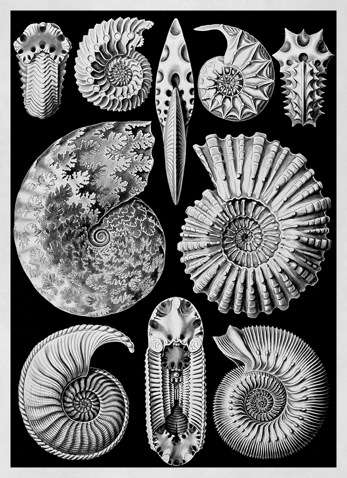 Black & White Ammonitida Fossil Print: Ernst Haeckel Oceanography Art NH54