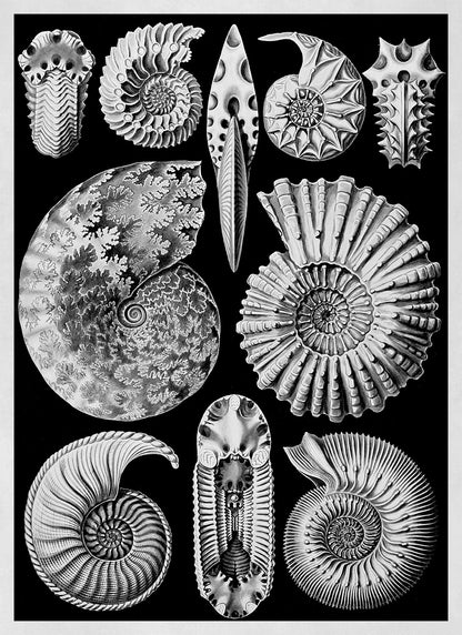 Black & White Ammonitida Fossil Print: Ernst Haeckel Oceanography Art NH54