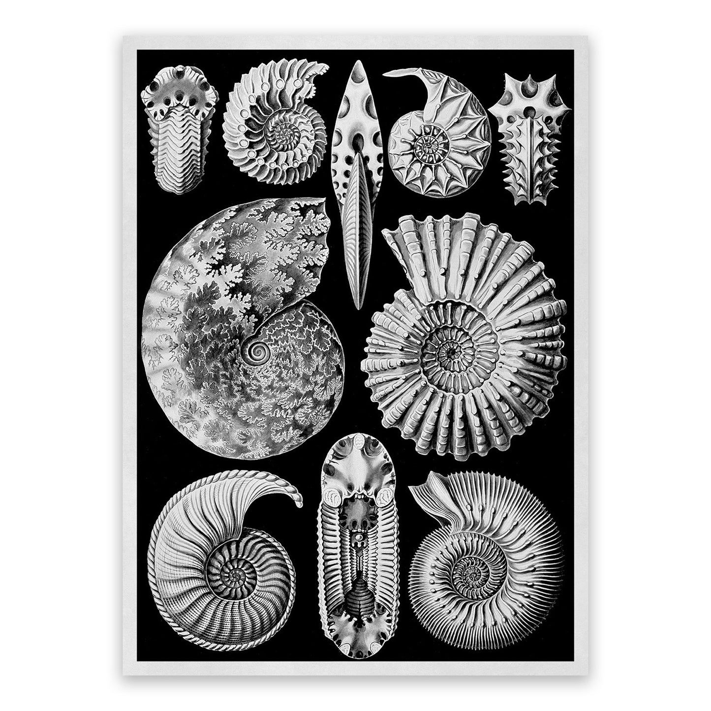 Black & White Ammonitida Fossil Print: Ernst Haeckel Oceanography Art NH54