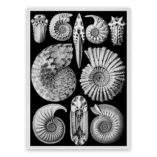 Black & White Ammonitida Fossil Print: Ernst Haeckel Oceanography Art NH54